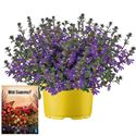 Bild von Ms P12 Scaevola deep violet